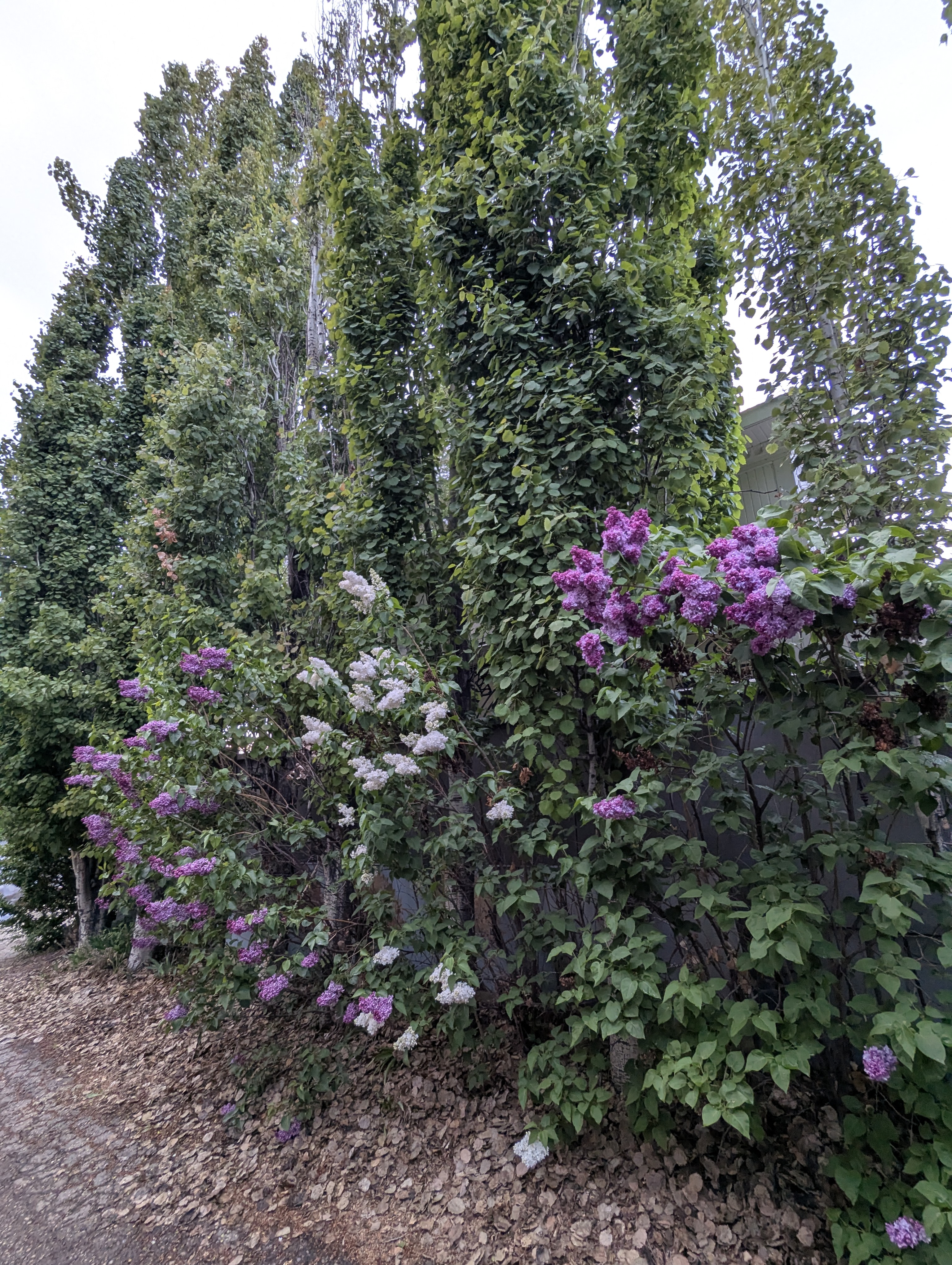 Birthday Trip to Canada, Edmonton